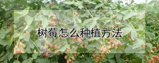 树莓怎么种植方法,第1图