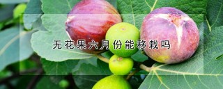 无花果六月份能移栽吗,第1图