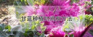 甘蓝种植时间和方法,第1图