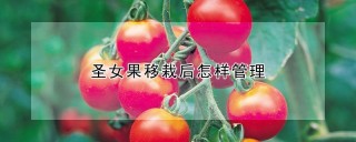 圣女果移栽后怎样管理,第1图