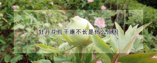 牡丹花苞干瘪不长是什么原因,第1图