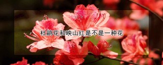 杜鹃花和映山红是不是一种花,第1图