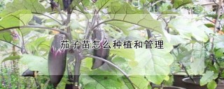 茄子苗怎么种植和管理,第1图