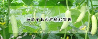 黄瓜苗怎么种植和管理,第1图