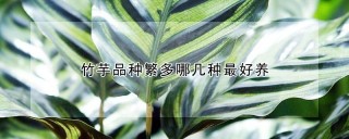 竹芋品种繁多哪几种最好养,第1图