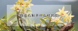 铁皮石斛开什么样的花,第1图