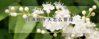 珍珠梅冬天怎么管理,第1图