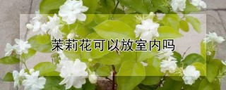 茉莉花可以放室内吗,第1图