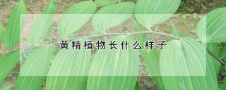 黄精植物长什么样子,第1图