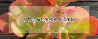 多肉红梅的养殖方法和注意,第1图