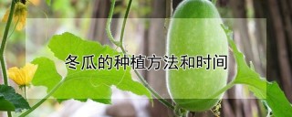 冬瓜的种植方法和时间,第1图