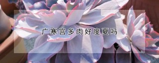 广寒宫多肉好度夏吗,第1图