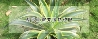 龙舌兰需要深盆种吗,第1图