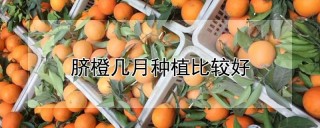 脐橙几月种植比较好,第1图