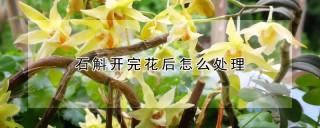 石斛开完花后怎么处理,第1图