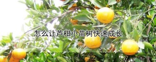 怎么让芦柑小苗树快速成长,第1图