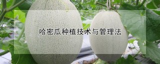 哈密瓜种植技术与管理法,第1图