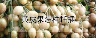 黄皮果怎样扦插,第1图