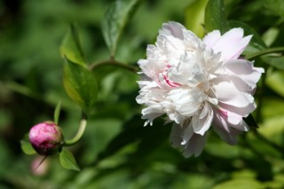 芍药花开花后怎么修剪,第3图