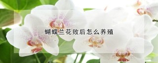 蝴蝶兰花败后怎么养殖,第1图