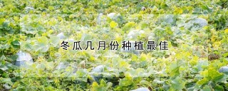 冬瓜几月份种植最佳,第1图