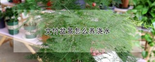 文竹盆景怎么养浇水,第1图