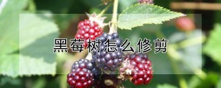 黑莓树怎么修剪,第1图