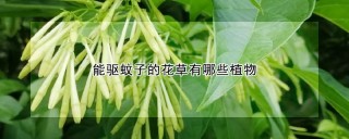 能驱蚊子的花草有哪些植物,第1图