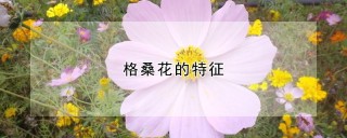 格桑花的特征,第1图