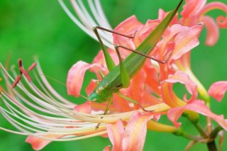 彼岸花夏天会开花吗,第3图