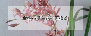 台湾小姐兰花如何换盆,第1图