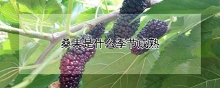 桑果是什么季节成熟,第1图