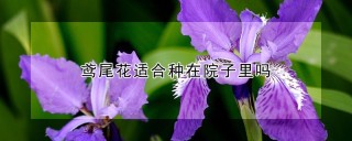 鸢尾花适合种在院子里吗,第1图