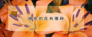 橘色的花有哪种,第1图