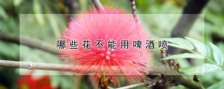 哪些花不能用啤酒喷,第1图