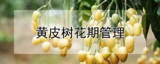 黄皮树花期管理,第1图