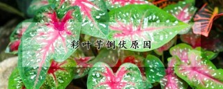 彩叶芋倒伏原因,第1图