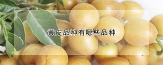 黄皮品种有哪些品种,第1图