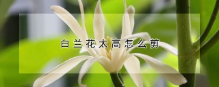 白兰花太高怎么剪,第1图