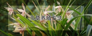 兰草养殖方法,第1图