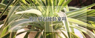 吊兰可以放卧室吗,第1图