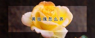 黄玫瑰怎么养,第1图