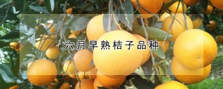 六月早熟桔子品种,第1图