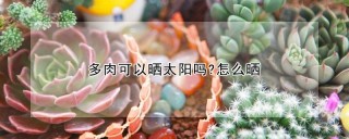 多肉可以晒太阳吗?怎么晒,第1图