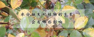 水分缺失对植物的生长会有哪些影响,第1图