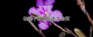 杜鹃干枝开花多久会死,第1图