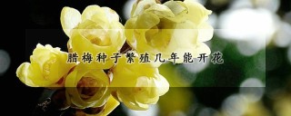 腊梅种子繁殖几年能开花,第1图