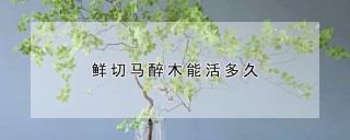 鲜切马醉木能活多久,第1图