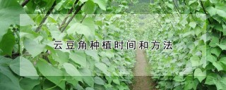 云豆角种植时间和方法,第1图