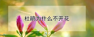 杜鹃为什么不开花,第1图